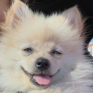 Meet your Posher, Lashae